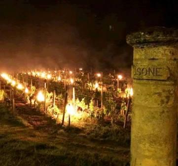Devastating Bordeaux Frost, Up to 90% of Some Vineyards Destroyed