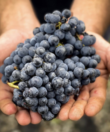 2021 Bordeaux, Growing Season, Harvest, and Winemaking Report